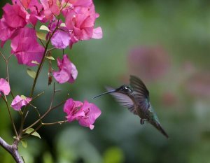 Tim Fitzharris - Magnificent Hummingbird female feeding at flower, Costa Rica