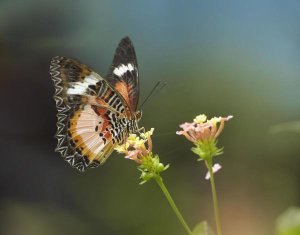 Tim Fitzharris - Nymphalid Butterfly feeding on flower nectar, native to Asia