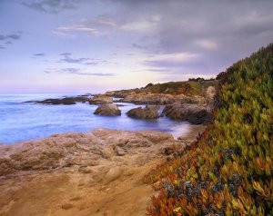 Tim Fitzharris - Ice Plant growing on cliffs at Bean Hollow Beach, California