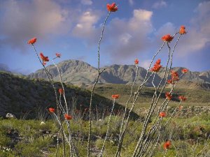 Tim Fitzharris - Ocotillo Big Bend Ranch State Park, Chihuahuan Desert, Texas