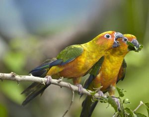 Tim Fitzharris - Sun Parakeet pair feeding on leaves, native to South America