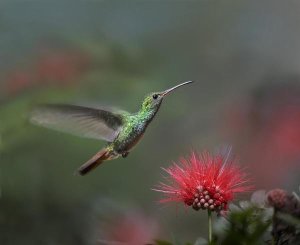 Tim Fitzharris - Rufous-tailed Hummingbird at Fairy Duster flower, Costa Rica