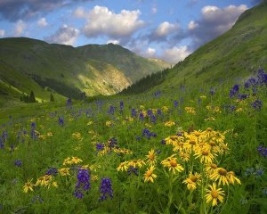 Tim Fitzharris - Orange Sneezeweed and Delphinium in American Basin, Colorado