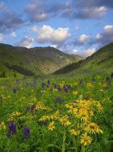 Tim Fitzharris - Orange Sneezeweed and Delphinium in American Basin, Colorado