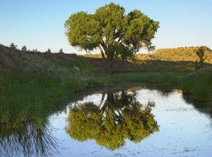 Tim Fitzharris - Tree reflecting in creek near Black Mesa State Park, Oklahoma