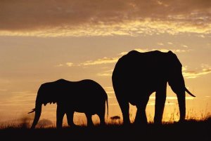 Tim Fitzharris - African Elephant mother and calf silhouetted at sunset, Kenya