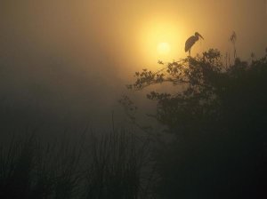 Tim Fitzharris - Wood Stork perched in tree, Everglades National Park, Florida