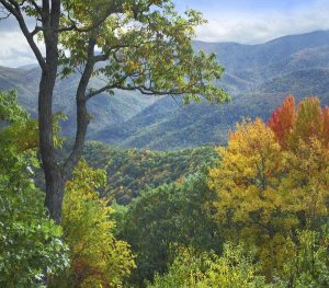 Tim Fitzharris - Deciduous forest in autumn, Blue Ridge Parkway, North Carolina