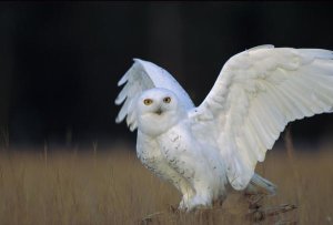 Tim Fitzharris - Snowy Owl adult, circumpolar species, British Columbia, Canada