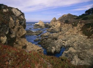 Tim Fitzharris - Iceplant growing on cliffs at Rocky Point, Big Sur, California