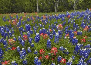 Tim Fitzharris - Bluebonnet and Paintbrush meadow, Cedar Hill State Park, Texas