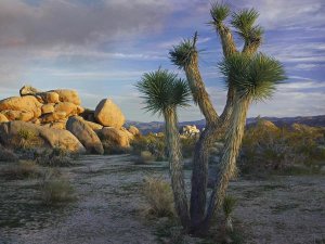 Tim Fitzharris - Joshua Tree and boulders, Joshua Tree National Park, California