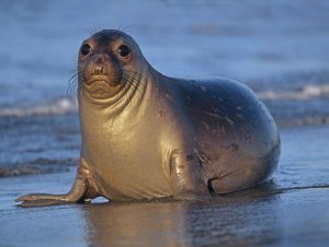 Tim Fitzharris - Northern Elephant Seal female laying on beach, California coast