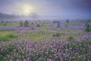 Tim Fitzharris - Sand Verbena flower field at sunrise in fog, Hill Country, Texas