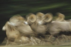 Tim Fitzharris - Bighorn Sheep herd running, Banff National Park, Alberta, Canada