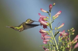 Tim Fitzharris - Broad-tailed Hummingbird juvenile feeding on flowers, New Mexico