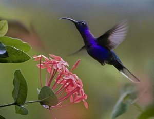 Tim Fitzharris - Violet Sabre-wing male hummingbird feeding at flower, Costa Rica