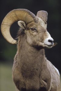 Tim Fitzharris - Bighorn Sheep male portrait, Banff National Park, Alberta, Canada