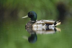 Tim Fitzharris - Mallard male portrait, Vancouver Island, British Columbia, Canada