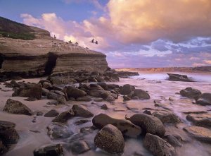 Tim Fitzharris - Brown Pelican pair landing on coastal rocks, La Jolla, California