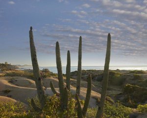 Tim Fitzharris - Organ Pipe Cactus overlooking Chelino Bay, Baja California, Mexico