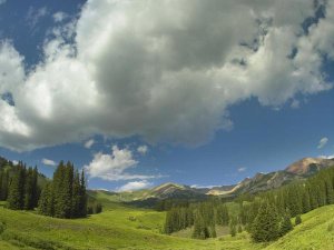 Tim Fitzharris - Stand of conifers in the Elk Mountains near Crested Butte, Colorado