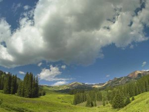 Tim Fitzharris - Stand of conifers in the Elk Mountains near Crested Butte, Colorado