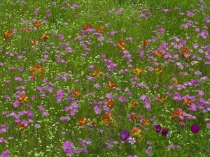 Tim Fitzharris - Pointed Phlox and Indian Paintbrushes in bloom, Hill Country, Texas