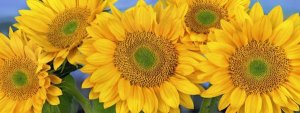 Tim Fitzharris - Common Sunflower group showing symmetrical seed heads, North America