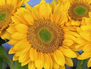 Tim Fitzharris - Common Sunflower group showing symmetrical seed heads, North America