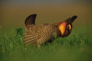 Tim Fitzharris - Greater Prairie Chicken male in courtship display, Eagle Lake, Texas