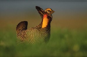 Tim Fitzharris - Greater Prairie Chicken male in courtship display, Eagle Lake, Texas