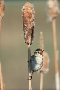 Tim Fitzharris - Marsh Wren singing while perching on a Common Cattail, North America