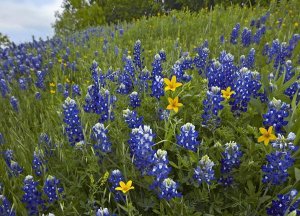 Tim Fitzharris - Bluebonnet and Texas Yellowstar meadow, Cedar Hill State Park, Texas