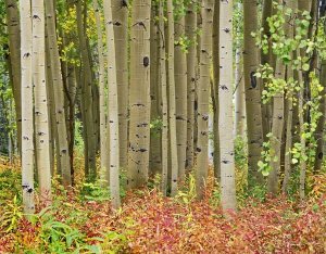 Tim Fitzharris - Aspen trees and Fireweed, Collegiate Peaks Wilderness Area, Colorado