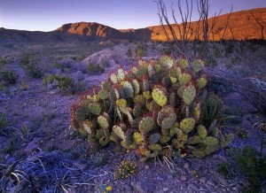 Tim Fitzharris - Opuntia in Chihuahuan Desert landscape, Big Bend National Park, Texas