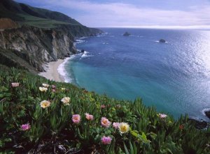 Tim Fitzharris - Ice Plant or Hottentot Fig Big Sur coast near Bixby Creek, California