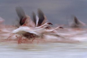 Tim Fitzharris - Lesser Flamingo flock taking flight from the surface of a lake, Kenya