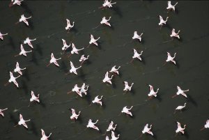 Tim Fitzharris - Lesser Flamingo flock taking flight from the surface of a lake, Kenya