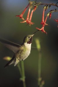 Tim Fitzharris - Broad-tailed Hummingbird feeding on Scarlet Gilia flowers, New Mexico