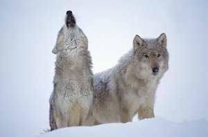 Tim Fitzharris - Timber Wolves close-up portrait of pair howling in snow, North America