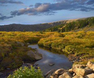 Tim Fitzharris - Black Hills landscape showing prairie and Ponderosa Pines South Dakota