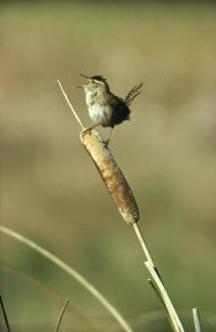 Tim Fitzharris - Marsh Wren singing while perching on a Common Cattail, Alberta, Canada