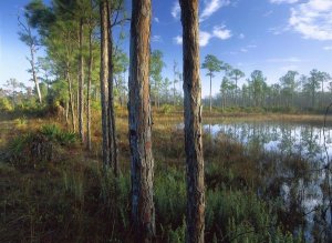 Tim Fitzharris - Pond near the Loxahatchee River, Jonathan Dickinson State Park, Florida