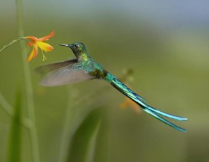 Tim Fitzharris - Long-tailed Sylph feeding on flower nectar, Jurong Bird Park, Singapore