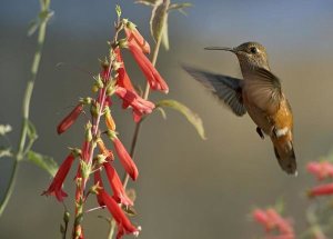 Tim Fitzharris - Broad-tailed Hummingbird feeding on flower nectar, Santa Fe, New Mexico