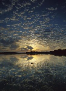 Tim Fitzharris - American Alligator in Nine-mile Pond, Everglades National Park, Florida