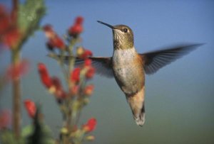 Tim Fitzharris - Rufous Hummingbird feeding on the nectar of a Desert Figwort New Mexico