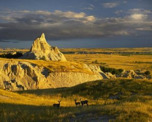 Tim Fitzharris - Mule Deer trio in the grasslands of Badlands National Park, South Dakota