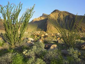 Tim Fitzharris - Ocotillo Borrego Palm Canyon, Anza-Borrego Desert State Park, California